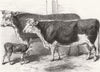 COWS. No Caption 1863 old antique vintage print picture