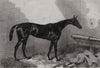 Queen Bertha, winner of the Oaks. Surrey 1863 old antique print picture