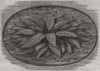 The Lattice-Leaf plant of Madagascar in the tropical aquarium, Kew Gardens 1859