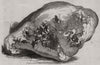 Lump of gold from California - value £500 1850 antique print picture
