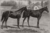 Newmarket racing. Childwick. Blundell Maple's racehorses. Common. Suffolk 1891