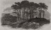 Firs near North End; sketches on Hampstead Heath. London 1871 old print