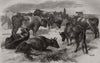 Breton cattle. Canada 1859 old antique vintage print picture