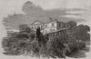 Cedar struck by lightning, at Henley-upon-Thames. Oxfordshire 1852 old print