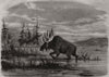 Moose hunting in Canada. A bull moose feeding. Canada 1858 old antique print
