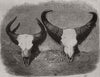 Heads of adult male and female Gaour. Cattle 1859 old antique print picture