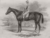 Portrait of Ratan. Horses 1844 old antique vintage print picture