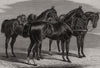 Manchester International Horse Show: Military troop Lancer charger 1875 print