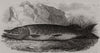 Angling notes for the month. The Pike. Fishing 1846 old antique print picture