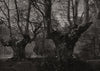 Spring time at Burnham Beeches. Buckinghamshire 1883 old antique print picture