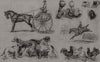Agricultural show at Boston. Massachusetts 1863 old antique print picture