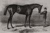 Shotover, the winner Of The Derby. Surrey 1882 old antique print picture