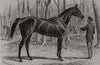 New Holland, winner of the Goodwood Cup. Sussex 1876 old antique print picture