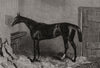 Caractacus, winner Of The Derby. Surrey 1862 old antique vintage print picture