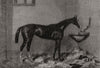 Feu-de-Joie, winner of the Oaks. Epsom 1862 old antique vintage print picture