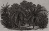Orange Grove. Valencia 1866 old antique vintage print picture
