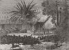 INDIA. Stampede of Jackals, Kolkata 1864 old antique vintage print picture