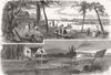 LONDON. Great Stink. River Lea; Lea Bridge 1885 old antique print picture