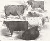 COWS. Prize Cattle 1846 old antique vintage print picture