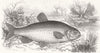 FISH. Angling notes for month-Chub 1846 old antique vintage print picture