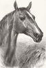 HORSES. Ronald, Lord Cardigan's Balaklava Charger 1872 old antique print
