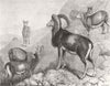LONDON. Notes, zoo-Corsican Moufflons 1872 old antique vintage print picture