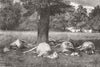 SUFFOLK. Cattle struck by lightning, Bury St Edmunds 1872 old antique print