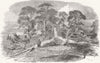 WESTWOOD PARK. Oak hit by lightning, Droitwich 1852 old antique print picture