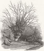 HANTS. Stratfield Saye-Duke's favourite tree 1852 old antique print picture
