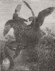 BIRDS. 'The tale of a teal' 1853 old antique vintage print picture