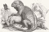 ANIMALS. Iguana at London Zoo 1849 old antique vintage print picture
