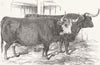 COWS. Hereford & West Highland Oxen 1849 old antique vintage print picture