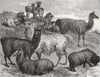 ANIMALS. Moufflon; Merino; Huanaco; Alpacas; Llamas 1871 old antique print