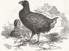 BIRDS. Moho. Or Notornis Mantelli from New Zealand 1853 old antique print