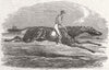 RACING. Voltigeur 1851 old antique vintage print picture