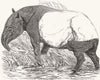 ANIMALS. London Zoo. Malayan Tapir, Regent's Park 1851 old antique print