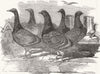 BIRDS. Carrier Pigeons for John Franklin search 1851 old antique print picture
