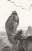 ROYALTY. The Eagle's Throne 1851 old antique vintage print picture