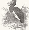 SUDAN. New bird-(Balaeniceps Rex), from White Nile 1851 old antique print