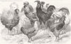 CHICKEN. Dorking; Polands; Hamburg; Spanish; Vietnam 1853 old antique print