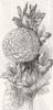 FLOWERS. Prize Dahlia 1853 old antique vintage print picture