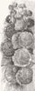 FLOWERS. Prize Hollyhock 1853 old antique vintage print picture
