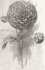 FLOWERS. Prize Dahlia 1853 old antique vintage print picture
