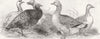BIRDS. American Turkeys-1st prize; Grey Geese- 1850 old antique print picture