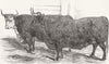 OXEN. Hereford ; Devon 1850 old antique vintage print picture