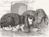KENT. Prize rabbits, Rochester & Chatham show 1850 old antique print picture