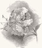 FINE ARTS. Lilium Lancifolium Rubrum 1850 old antique vintage print picture