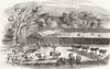 DURBAN. Cultivation of Arrow-Root, Port Natal. Lab 1858 old antique print