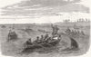 SOUTH CAROLINA. Chasing devil-fish 1858 old antique vintage print picture
