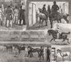 HORSES. The Metropolitan Horse-show 1874 old antique vintage print picture